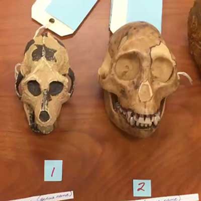 Anthropology skulls
