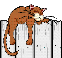 cat on fence