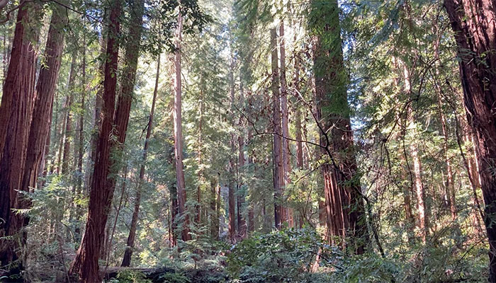 Redwood forest with sun shining through trees
