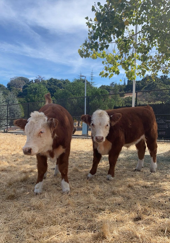 Cows at FH Campus