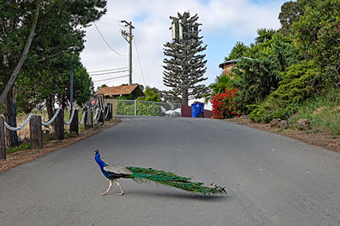 peacock in middle of road