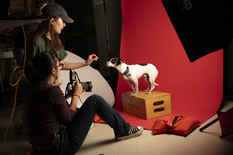 Dog in the photography studio