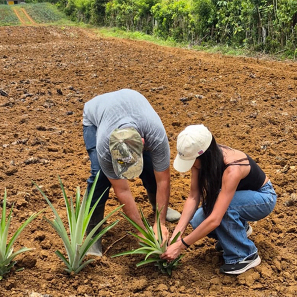 Two girls gathering pineapples at the Costa Rica Trip