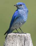 blue bird picture
