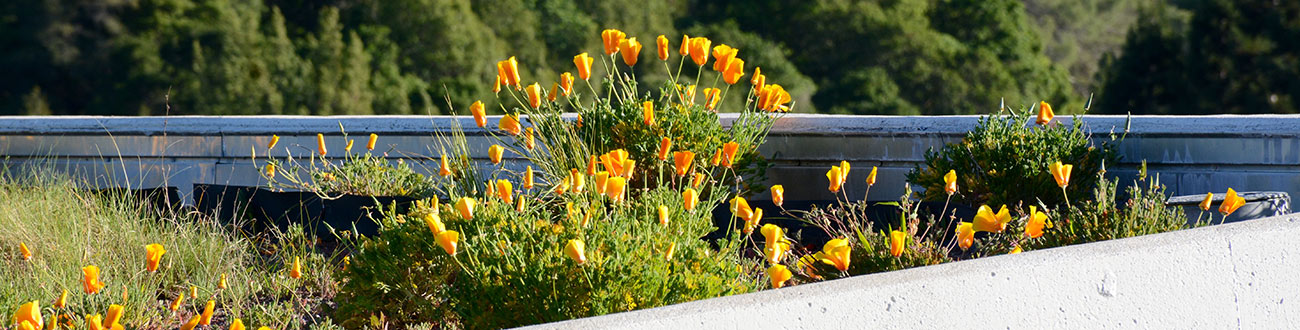 California Poppies on a Foothill rooftop garden